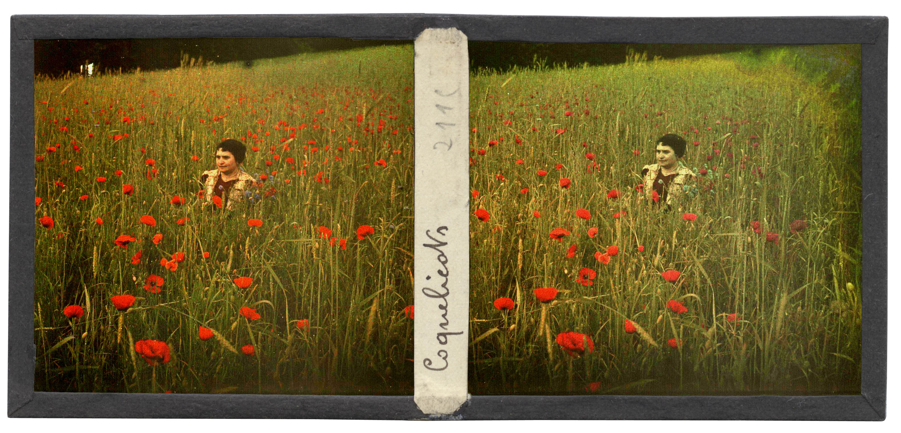 Coquelicots - Juliette Lahaye